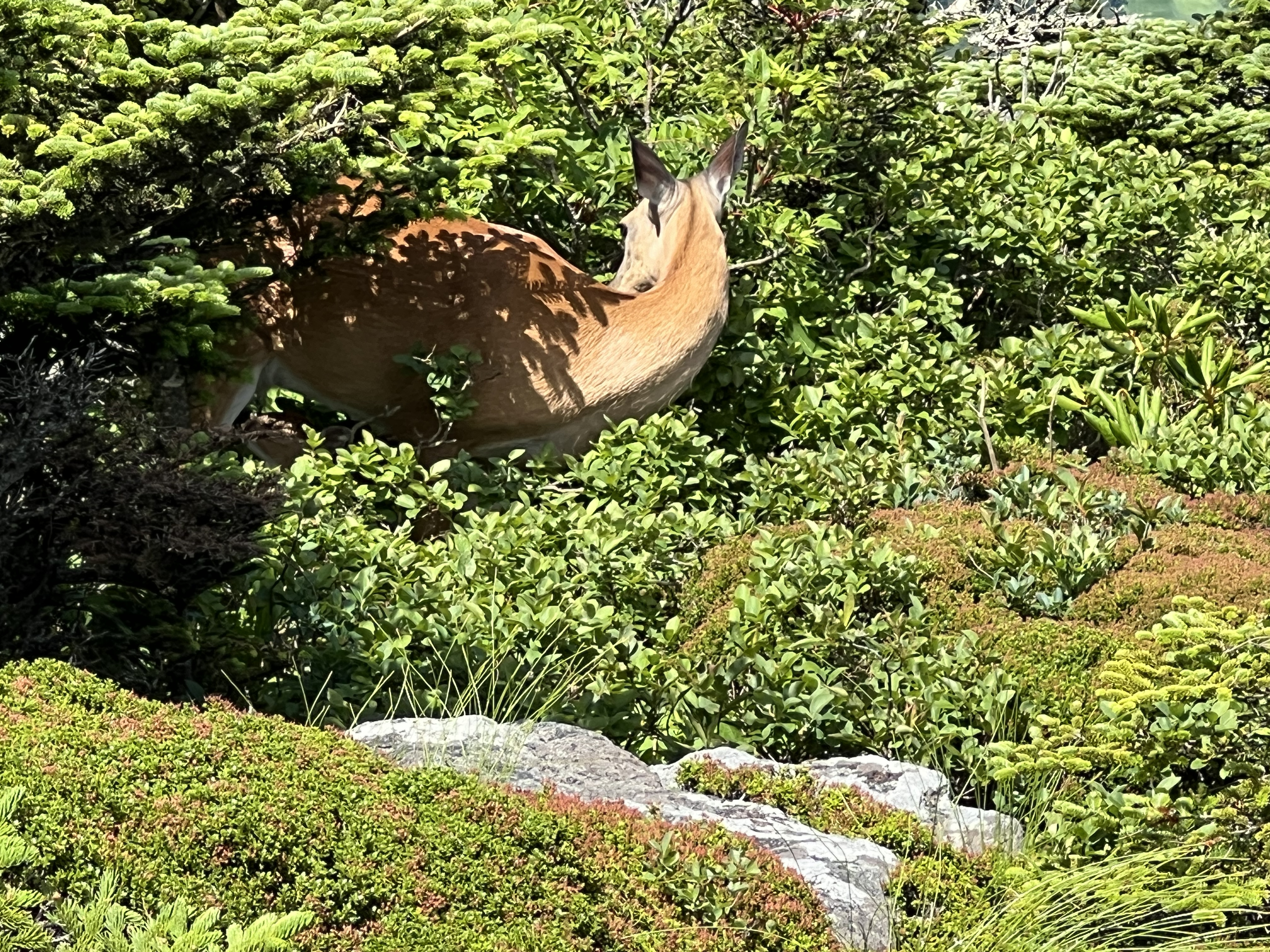 ./2024/08 - Banner Elk/Grandfather Mountain/IMG_1913.jpg